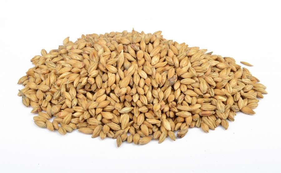 Malt